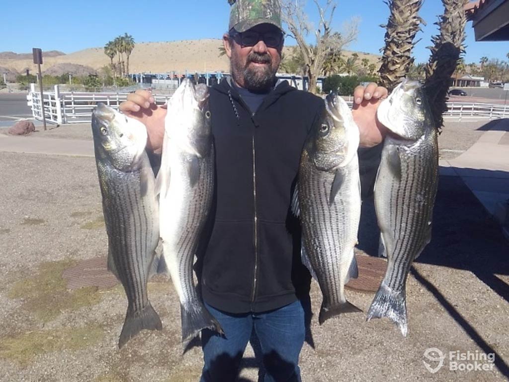 A man in a baseball cap standing on dry land next to a lake in Nevada and holding four Striped Bass on a clear day