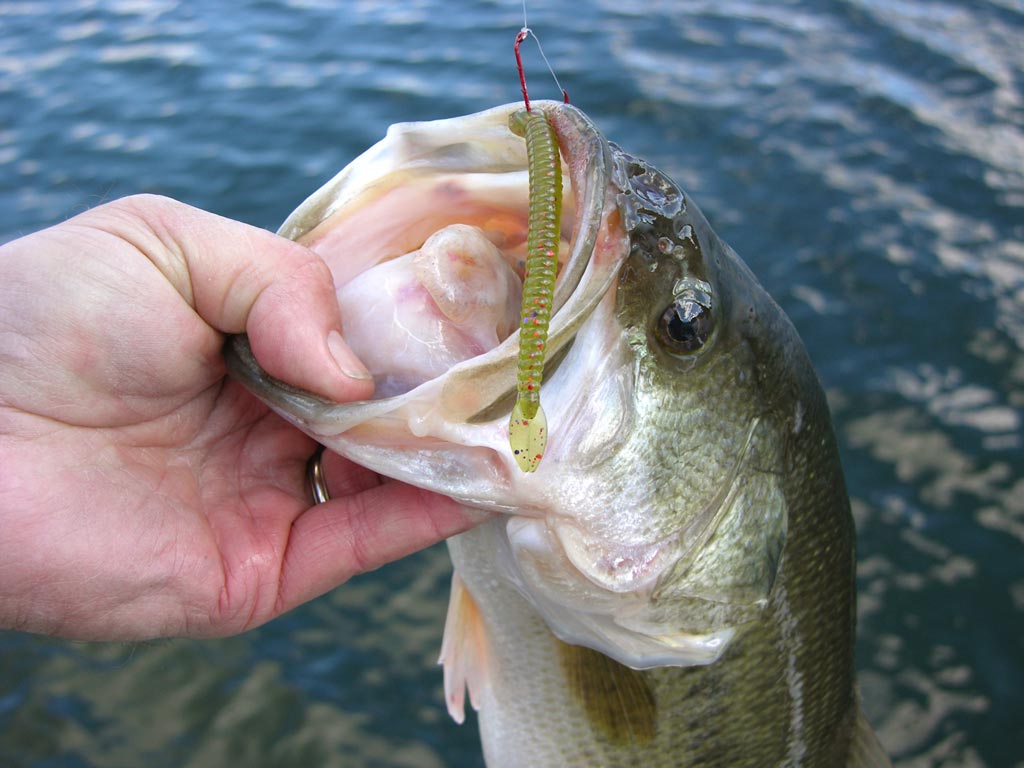 A closeup of a man's hand holding a Largemouth Bass by its mouth, with a  dropshot style rig with a soft plastic worm still visible in its mouth.