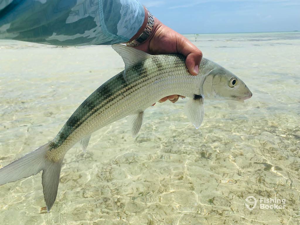 A closeup of a Bonefish being held by a man's hand above the crystal clear inshore waters of the Bahamas on a bright day