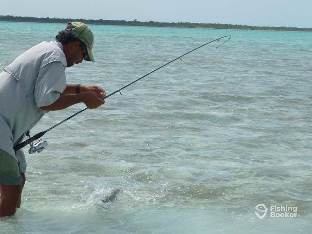 A view of a an wading up to his ankles in the inshore waters of the Bahamas while fishing with a Bonefish on the end of his line as he's about to retrieve it