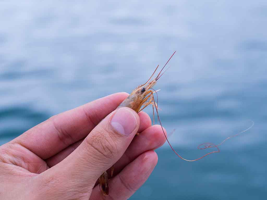 A closeup of a hand holding a shrimp between its fingertips, ready to be used as Sheepshead bait, with water visible in the distance