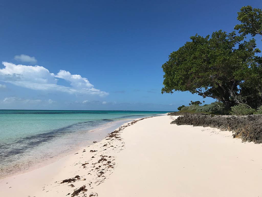 A view along a white sandy beach in the Abaco Islands of the Bahamas on a clear day, with a lush green tree visible on the right of the image and crystal clear waters of the Caribbean on the left