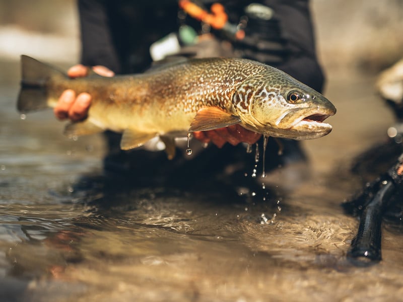 marble trout