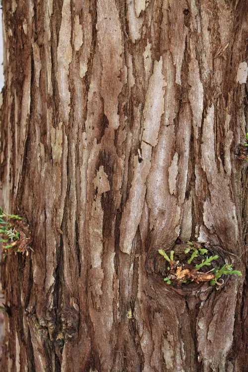 How Some of the Largest Trees in the World Protect Themselves from the California Wildfires