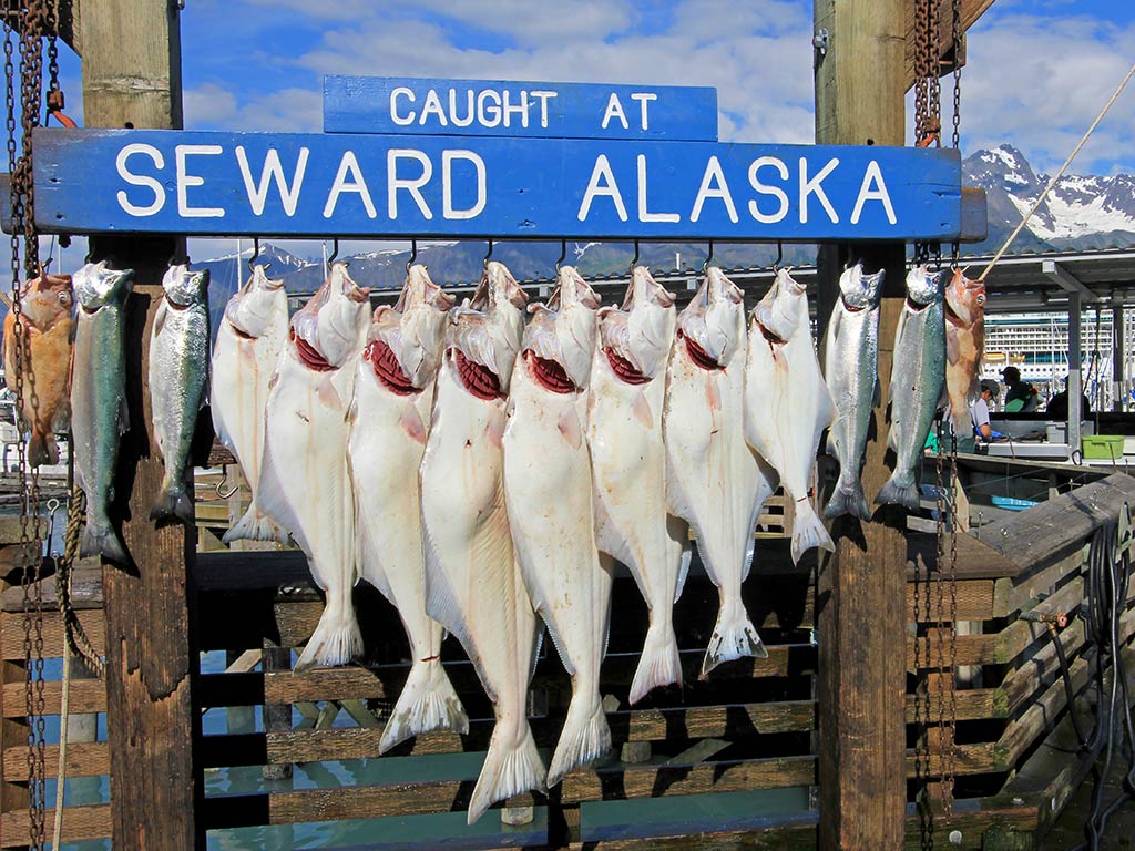 A sign saying "Caught at Seward, Alaska" with numerous Halibuts of various sizes, a couple of Salmon, and a Rockfish hanging from it on a cloudy day