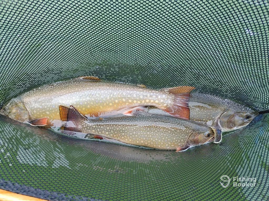 A closeup of three Brown Trout in a net and partially submerged in the water having been caught while river fishing in Ontario