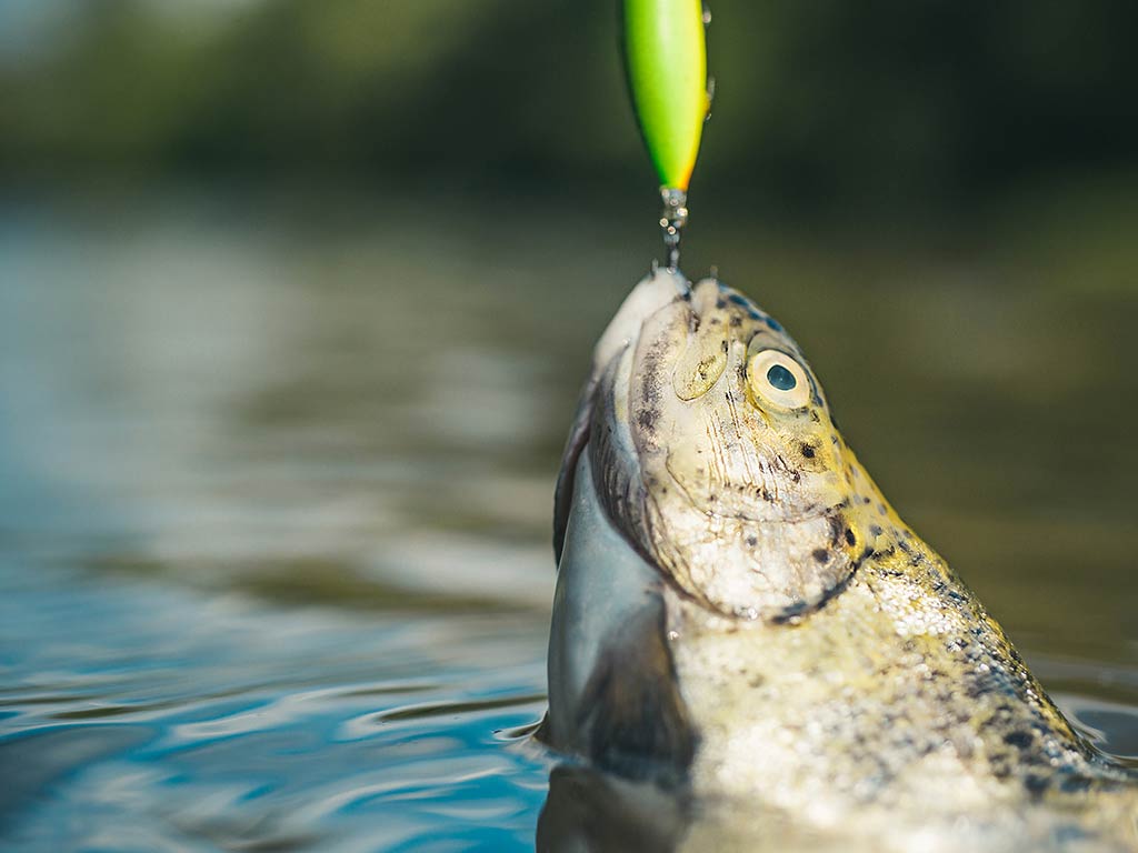 A closeup of a Trout with its head out of the water having been hooked by a bright yellow lure 