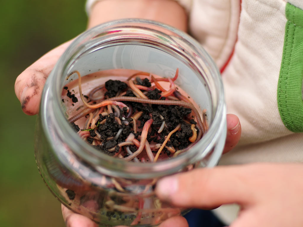 A closeup of a child's hands holding a glass jar full of nightcrawlers and dirt.