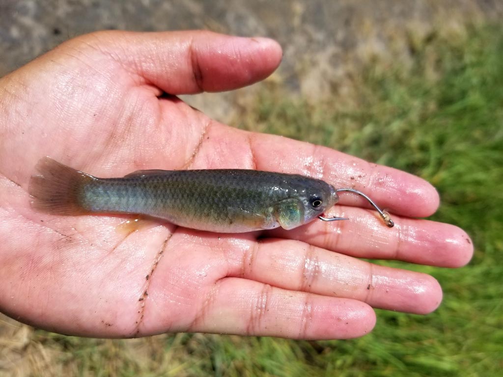 A closeup of a hooked minnow on a man's wet palm, with grass in the background of the photo.