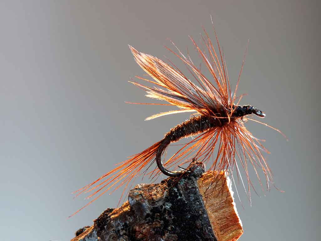 A closeup of a brown-red dry fly, perched on a piece of wood and radiating in the sun, ready to be used for fly fishing