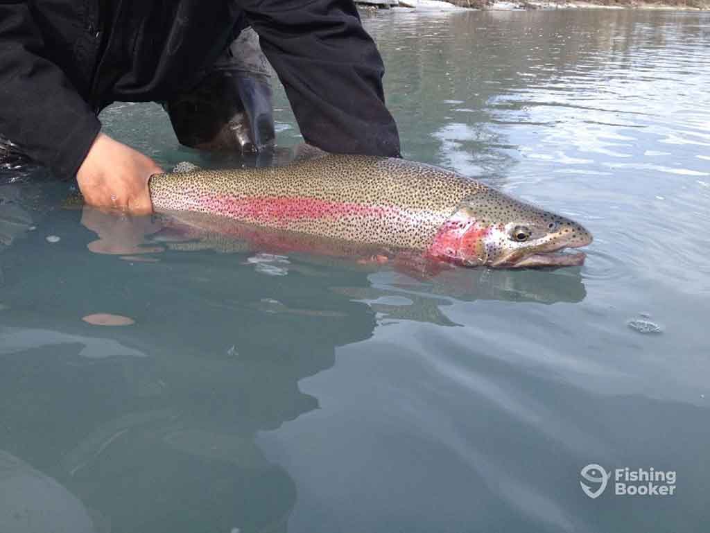 A closeup of a Rainbow Trout being returned to the water after being caught while fishing