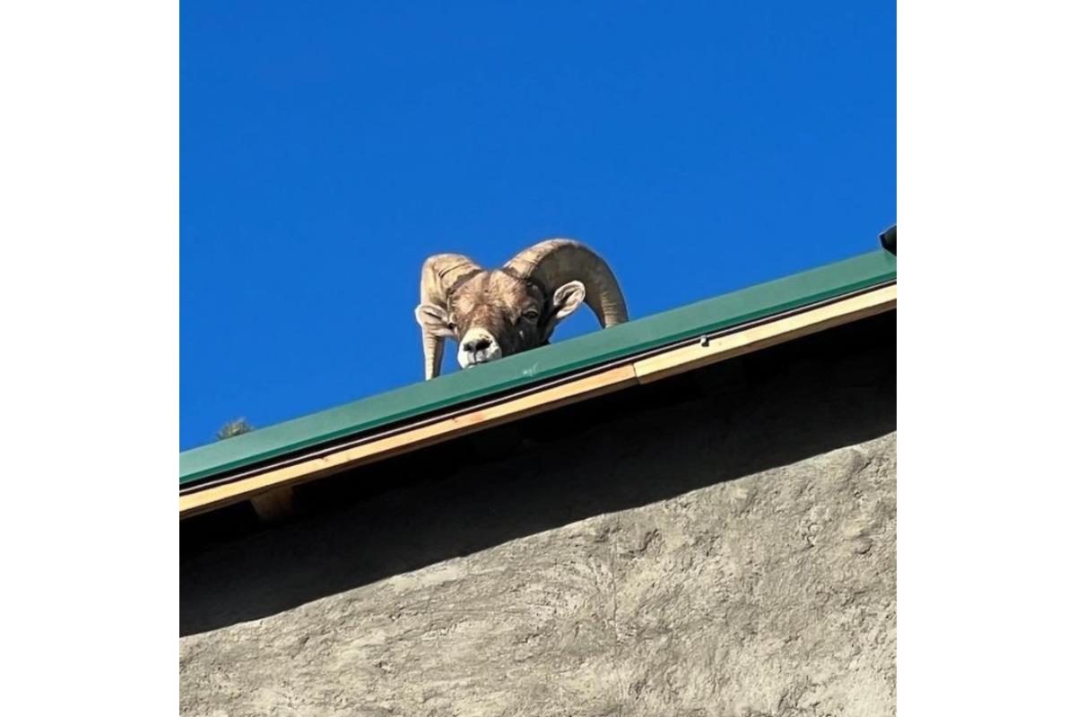 bighorn sheep boulder roof