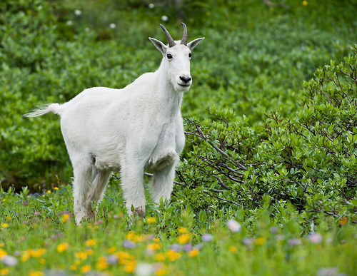 goat wild flowers