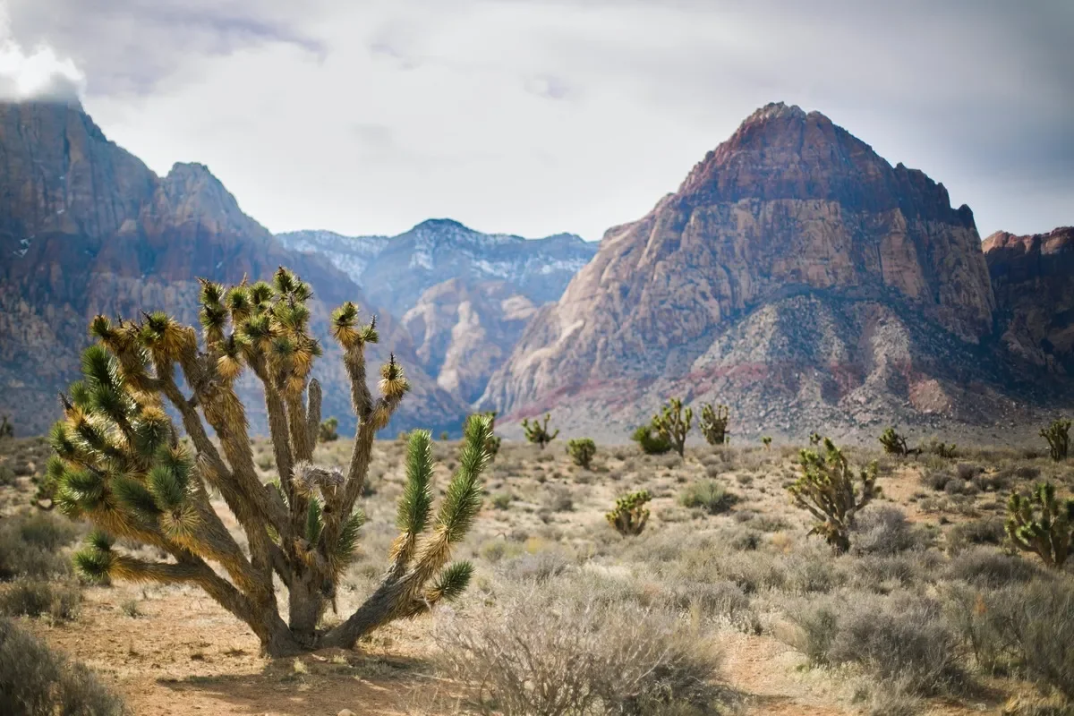 RedRock-vs-Zion-Image2