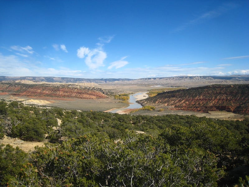 Story: Yampa Sweet Tea