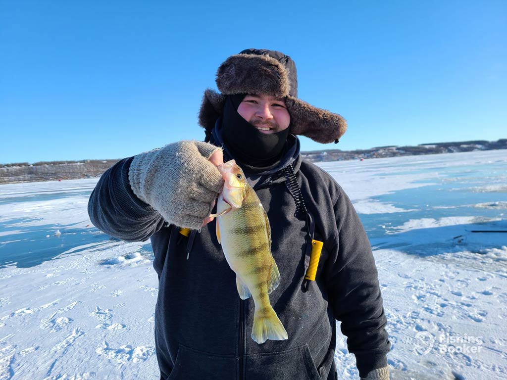 A man in full winter gear and fingerless gloves holds up a small Yellow Perch caught while ice fishing a Canadian lake on a clear day