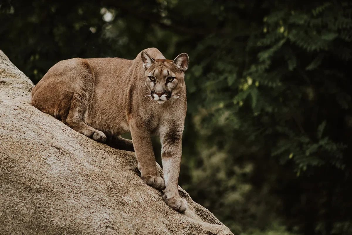 mountain-lion-myths