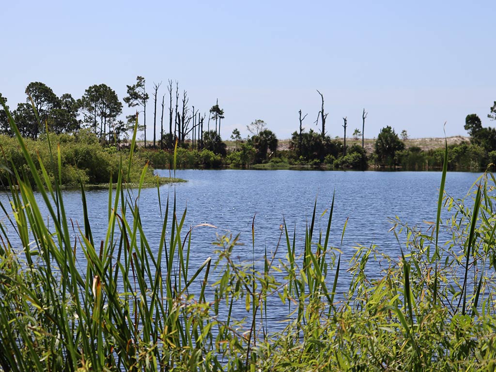 A view across some reeds towards a calm lake in St. Andrews Park, Panama City, on a clear day