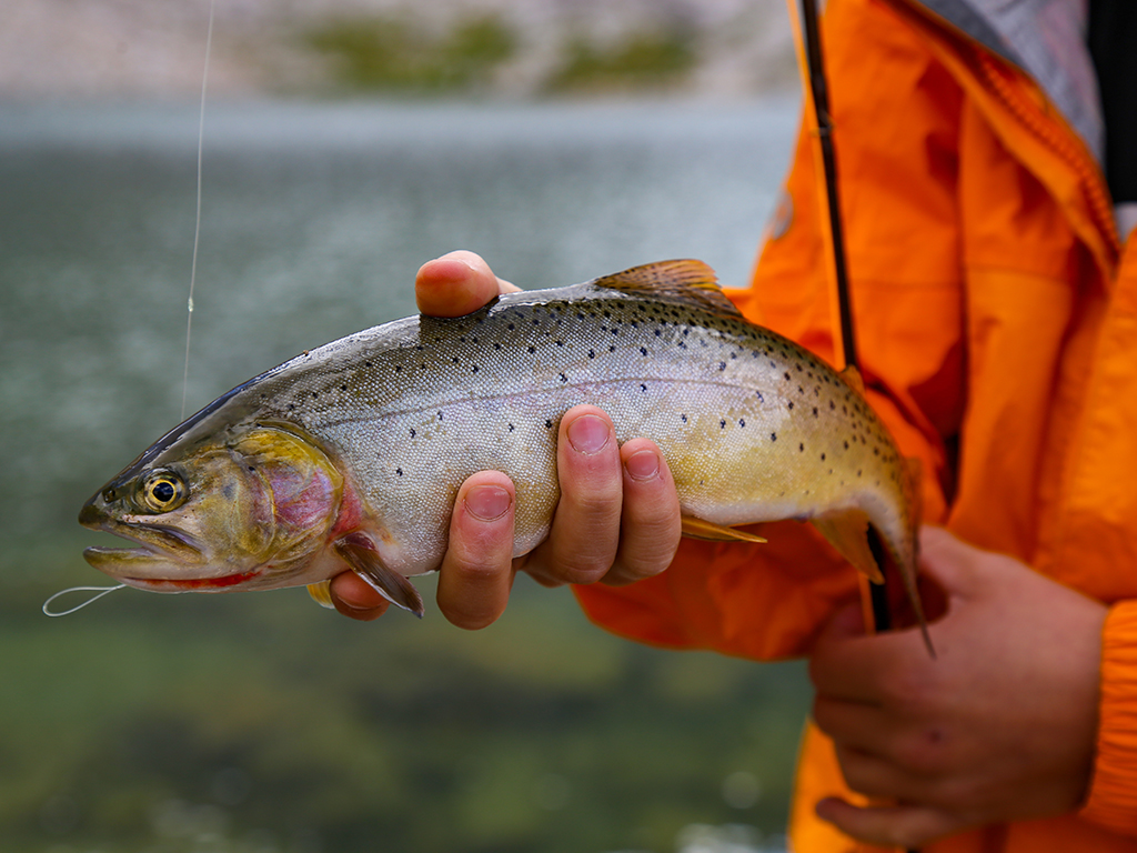 A closeup of angler's hand holding a Cutthroat Trout that's still attached to the fishing line and rod. The angler's orange rain jacket is visible in the background