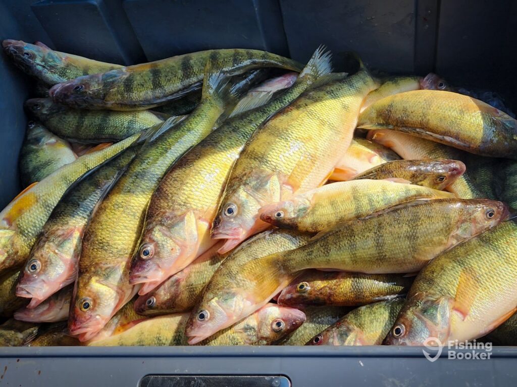 A closeup of a cooler full to the brim of Yellow Perch, with the sun shining on the fish