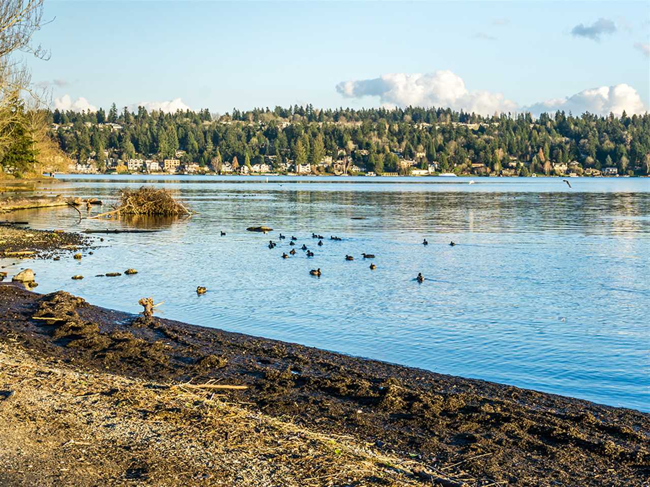 The shoreline of Mercer Island on Lake Washington on a sunny day in the winter with ducks swimming in the water and houses in the background on the opposite shore