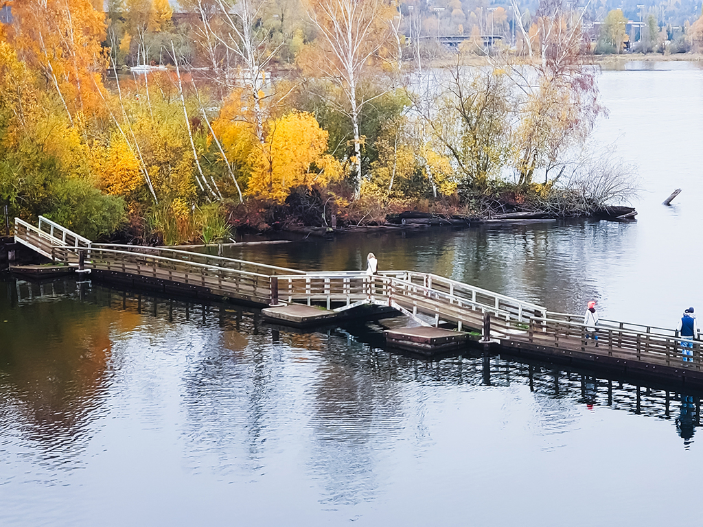 An aerial view of a pedestrian floating bridge on Lake Washington with autumnal trees in the background