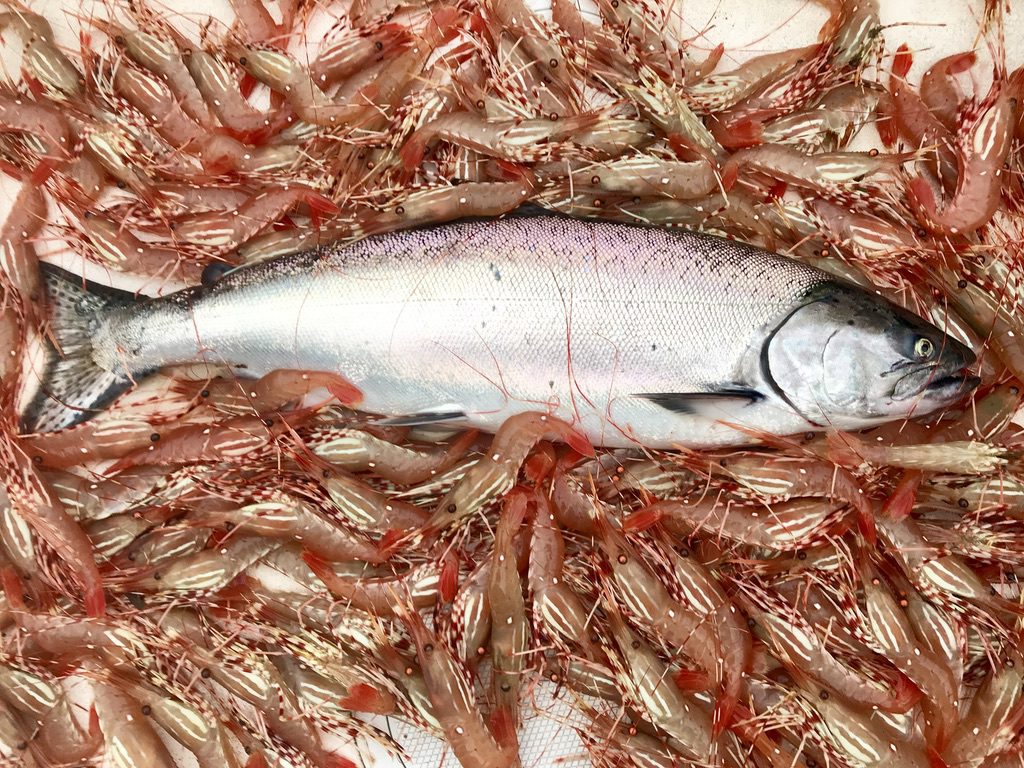 Winter_Chinook_and_prawns