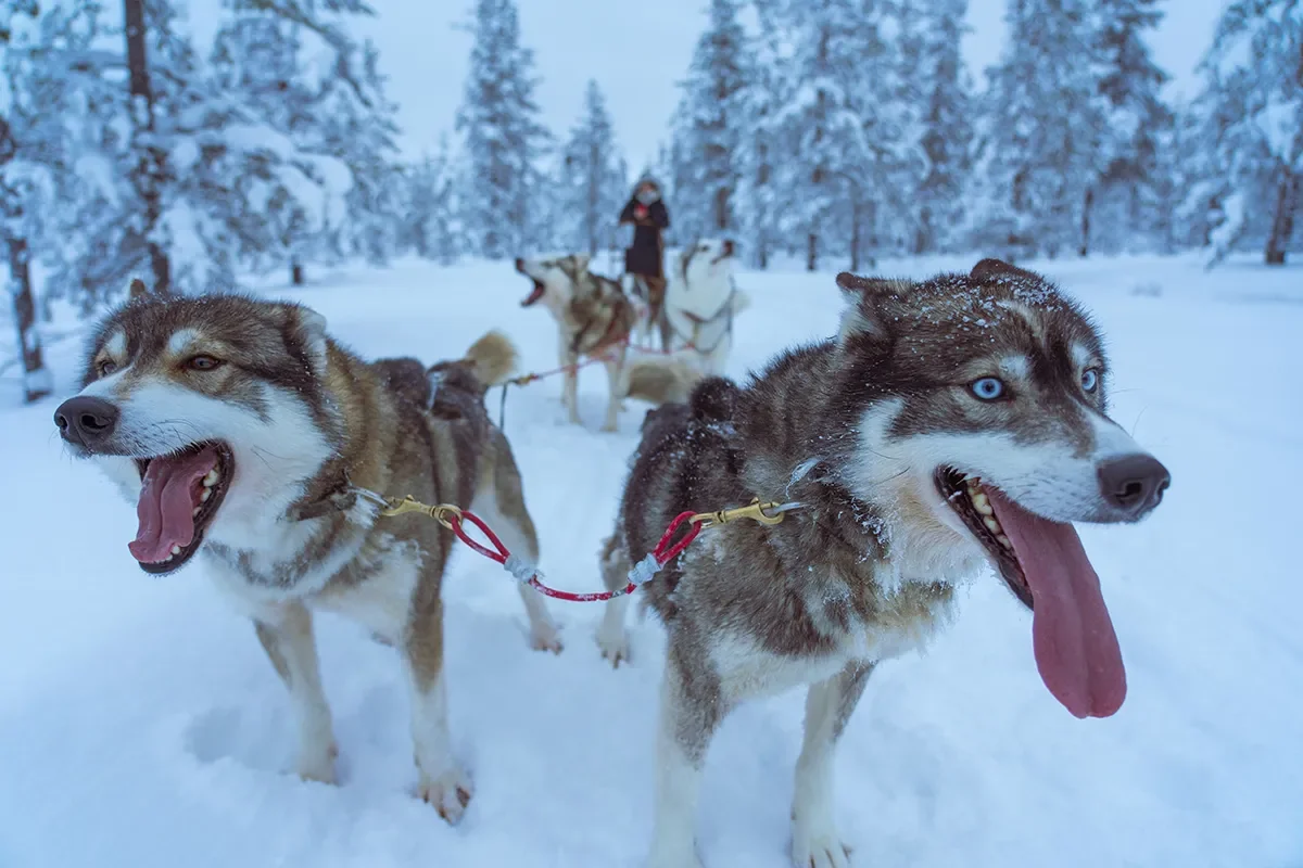 Sled-dog-lovers-guide-to-the-world