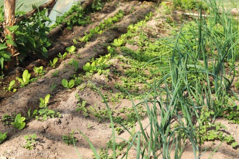 onion and lettuce growing in rows in the garden