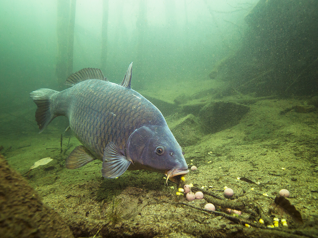 A Carp swimming through murky water feeding on a trail of carp bait made from corn and boilies laid on the lake floor