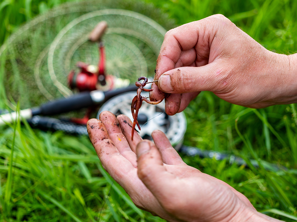 A close up of person attaching worms to a fishing hook to target Carp, with grass and fishing rods in the background out of focus