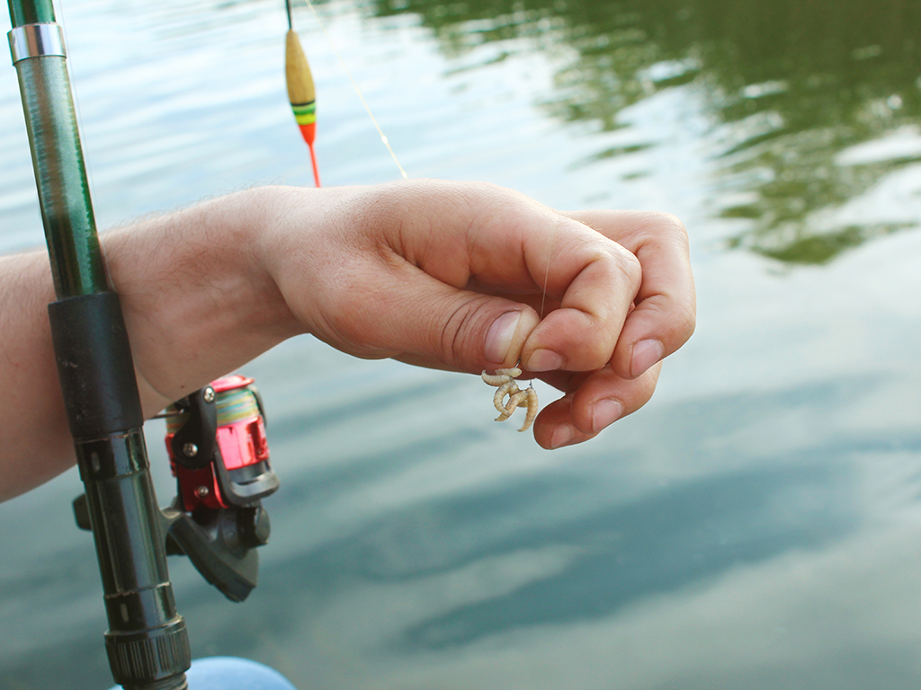 A hand holding a hook with several maggots threaded onto it with a fishing rod to the left and water in the background