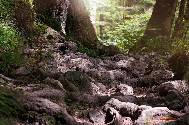 path, roots, forest