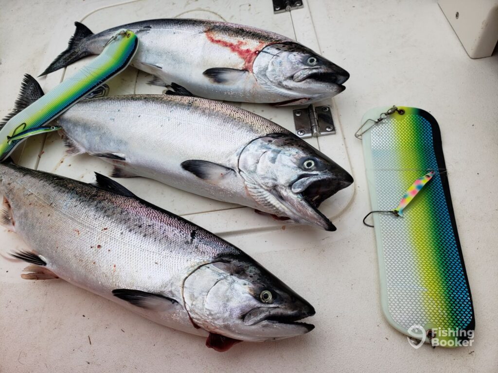 Three small Chinook Salmon lying on the floor of a white boat with planer boards and jigs visible next to them 