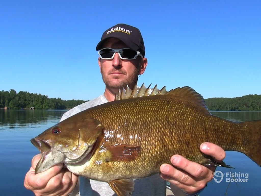 An angler in a baseball cap and sunglasses holding a large Smallmouth Bass on a sunny day on a lake with trees in the background