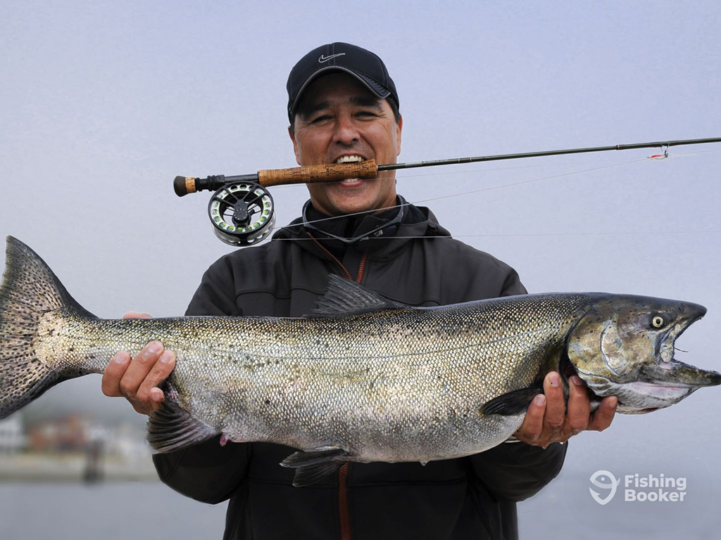 An angler holding a large Chinook Salmon in his hands and balancing a fly rod in his mouth against a gray backdrop