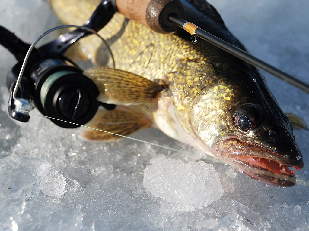 A closeup of a Walleye lying on the ice alongside a fishing rod and reel