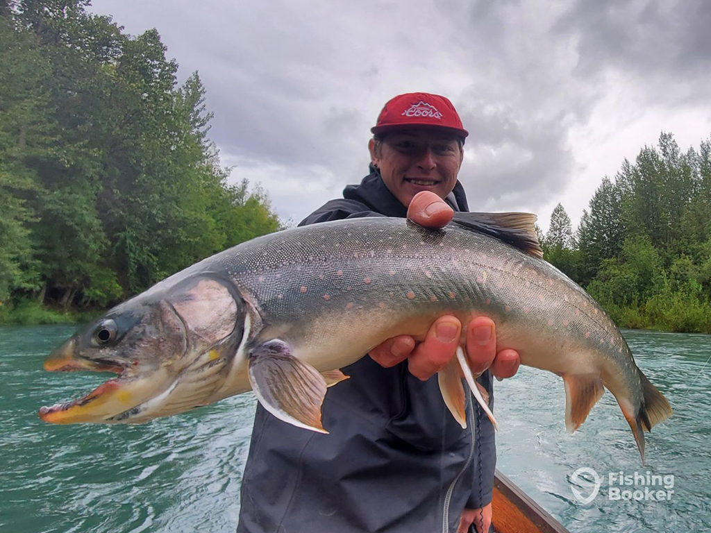 A male angler holds a Dolly Varden towards the camera on a cloudy day on a small boat in a tree-lined river