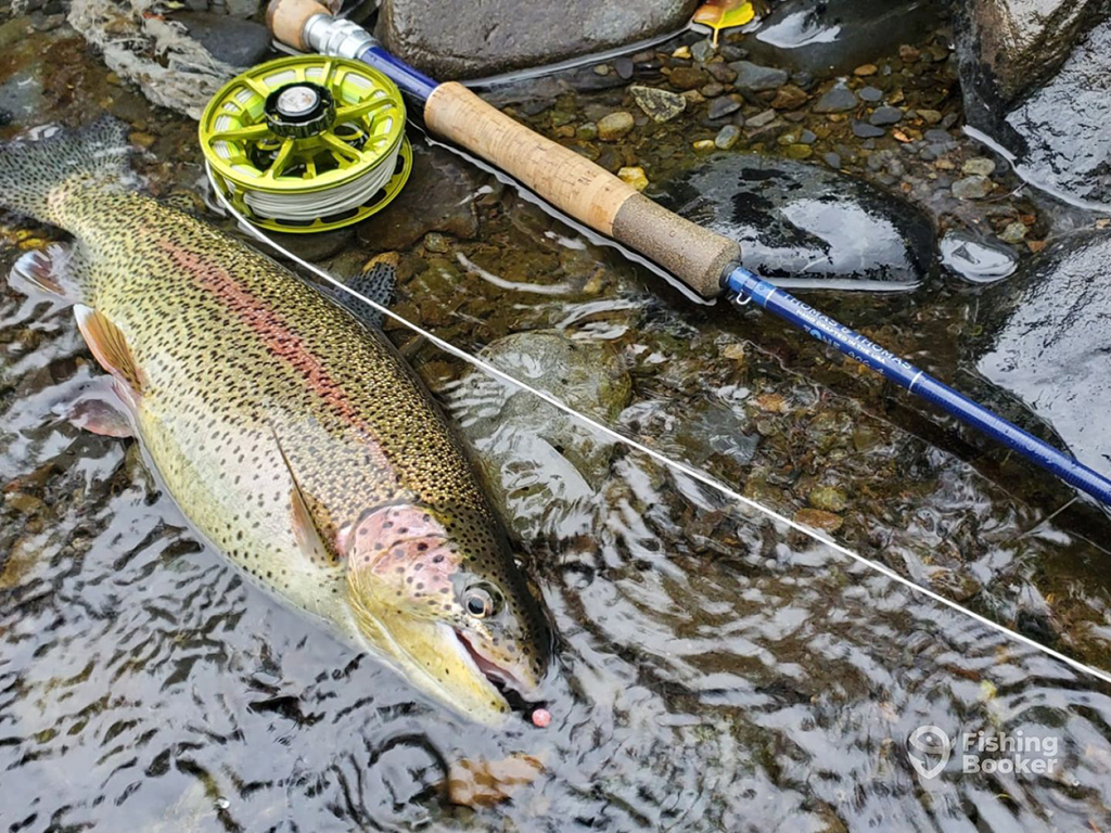 A fly rod lies next to a Rainbow Trout that's ready to be released into the shallow water of a river 