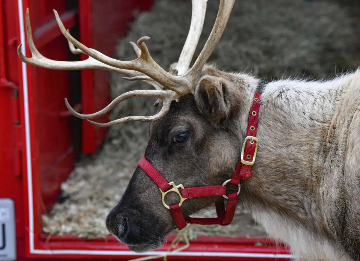 Caribou