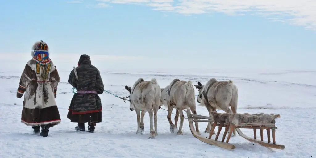 Caribou