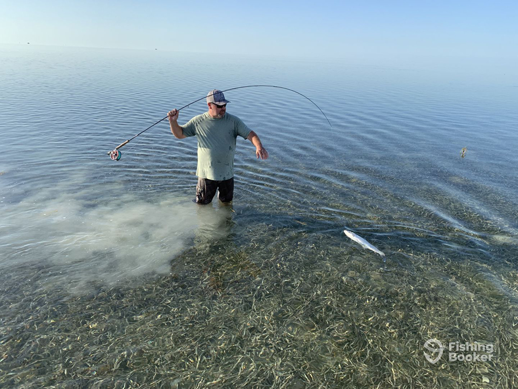 A solitary male angler stands in shallow sea waters holding a bent fly rod and pulling a Bonefish towards him as a cloud of disturbed sand wafts to the left