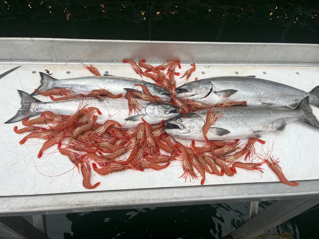 Vancouver_saltwater_fishing_chinook_prawns_Dec'23