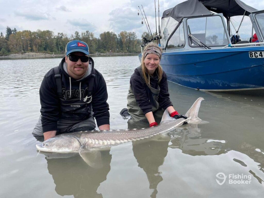 Two anglers hold a Sturgeon in the brown waters of a river next to a boat, ready to release it on a cloudy day