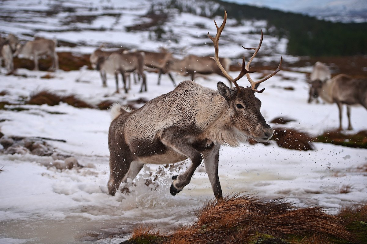 Reindeer