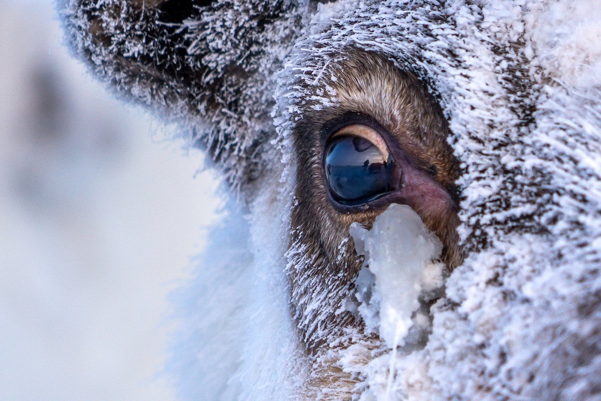 reindeer