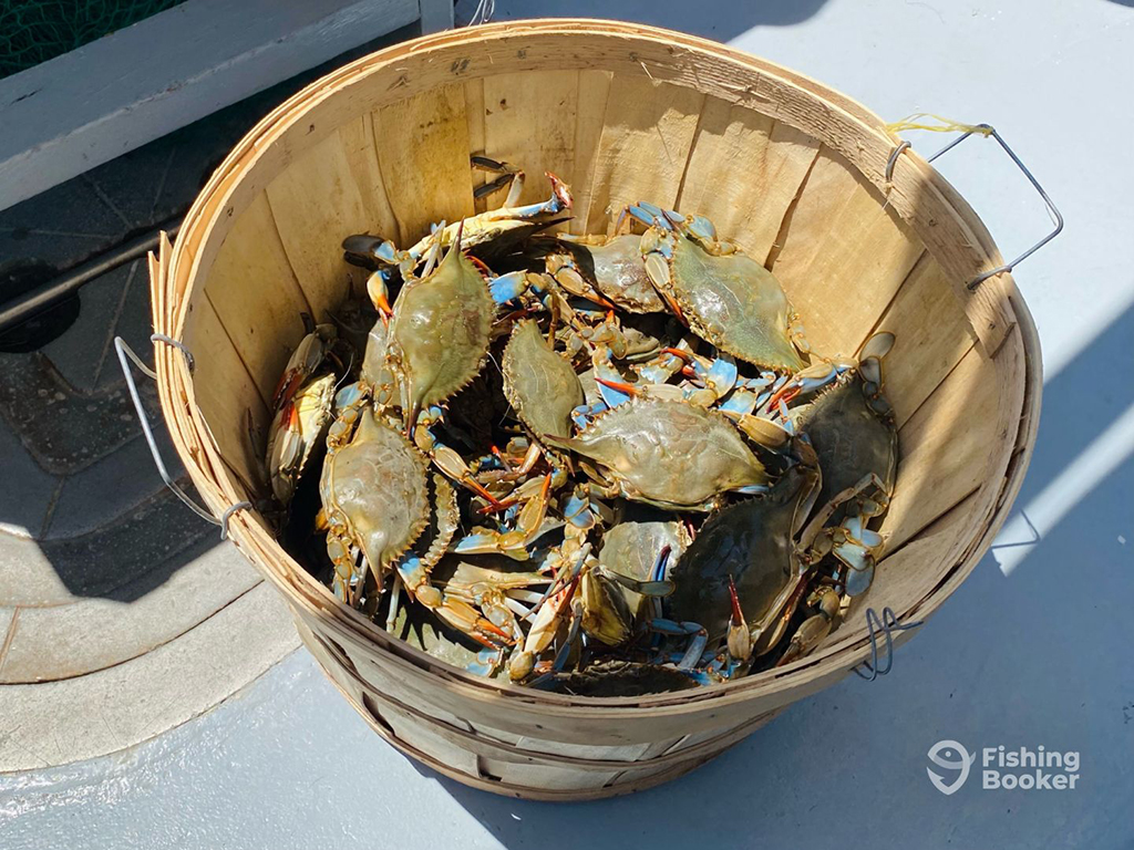 A closeup of a bushel of Blue Crab on a boat's deck on a sunny day