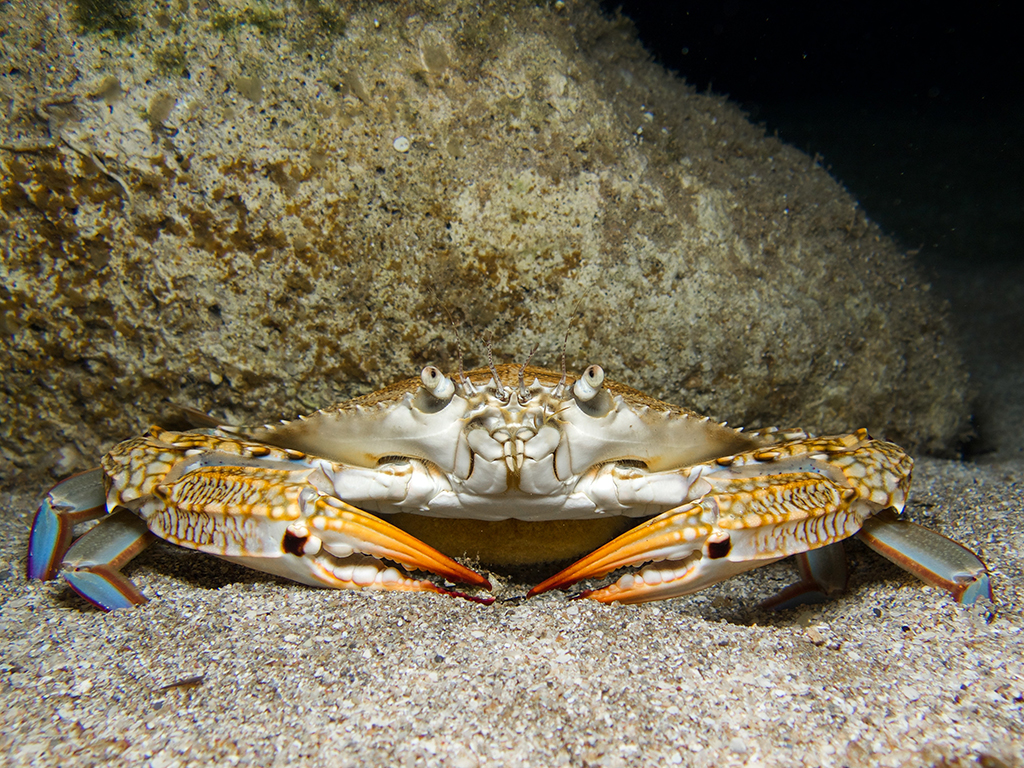 A closeup of a Crab lurking near a rock under the water on a sandy sea bed