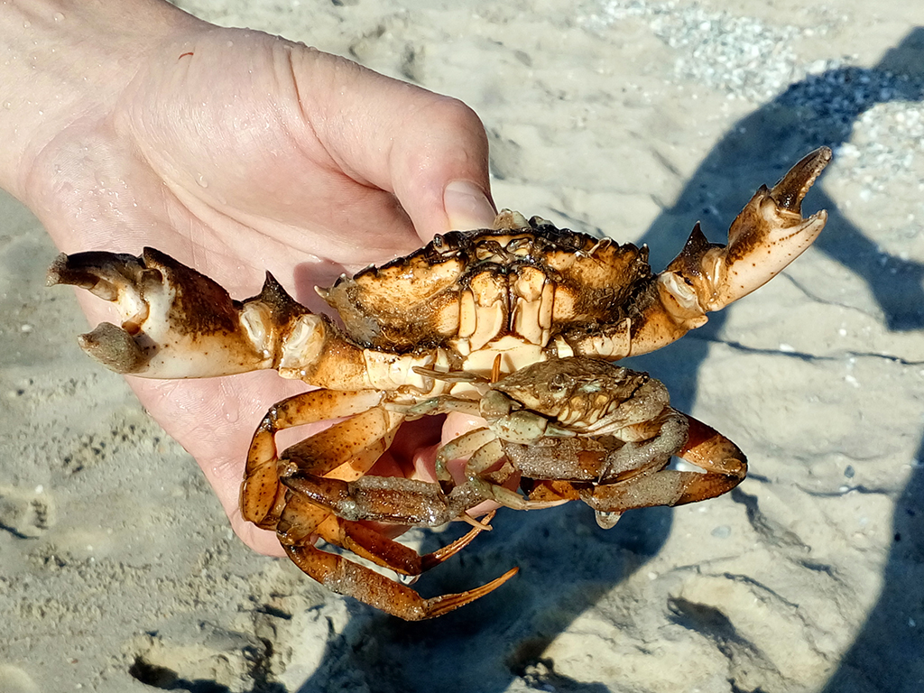 A closeup of a hand holding a Crab on a sandy beach on a sunny day