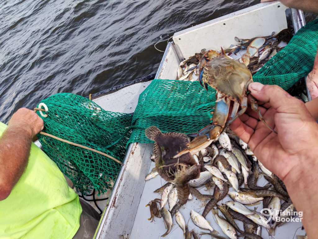 A closeup of a hand holding a Blue Crab with several small fish and Shrimp, along with a green fishing net visible in the background